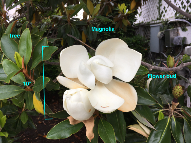 Magnolia