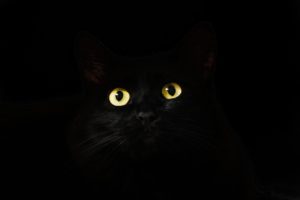 Black cat