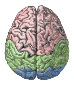 Image of the brain